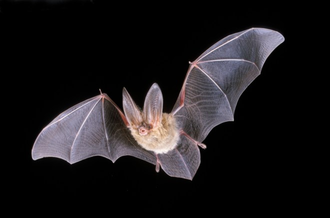 pipistrello Corynorhinustownsendiiflying