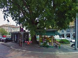 20141209Celtis Australis