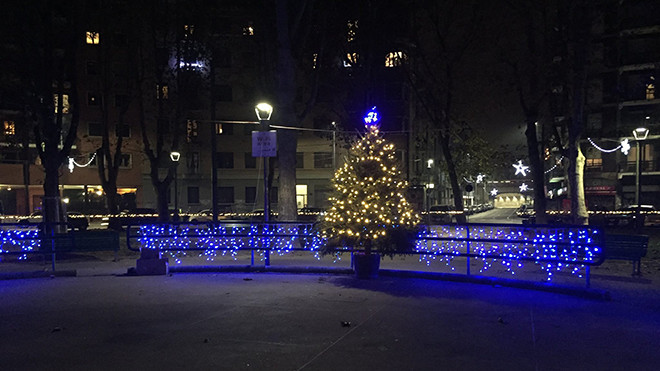 L'alberello Foto di Umberto Puppini