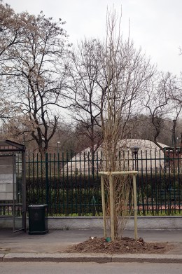 Nuovo albero in via Feltre