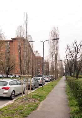 Nuovo albero in via Feltre